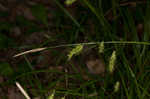 Cherokee sedge